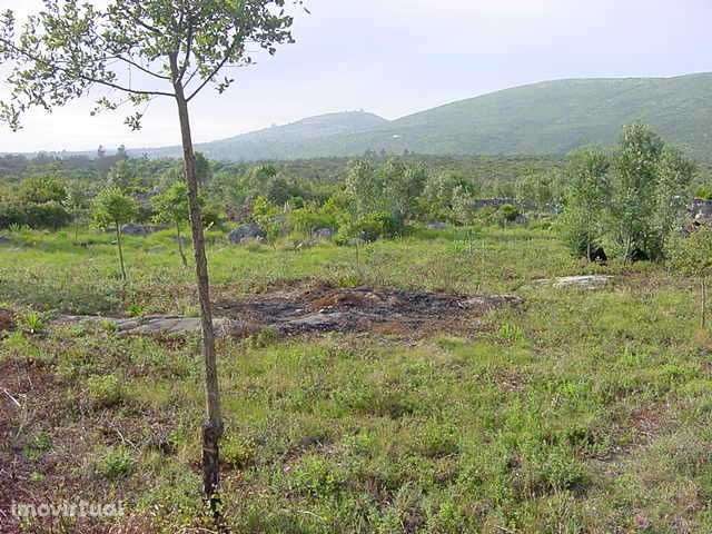 Terreno Rústico - Serra de Aire - Grande imagem: 5/7