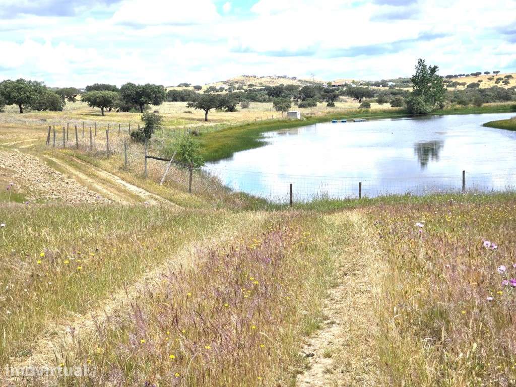 Herdade com 36 Hectares, Vinha, Barragem e Elevado Potencial Agríco... - Grande imagem: 2/27