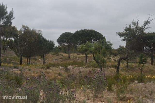Herdade, para venda, Ponte de Sor - Foros de Arrão - Grande imagem: 4/10