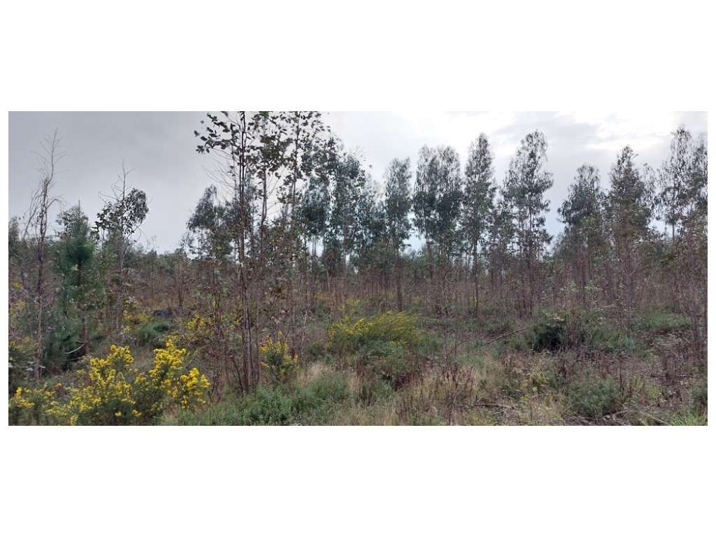 Quinta do Moleirinho, grande terreno com 14 ha nos Moinhos de Carvide - Grande imagem: 5/8