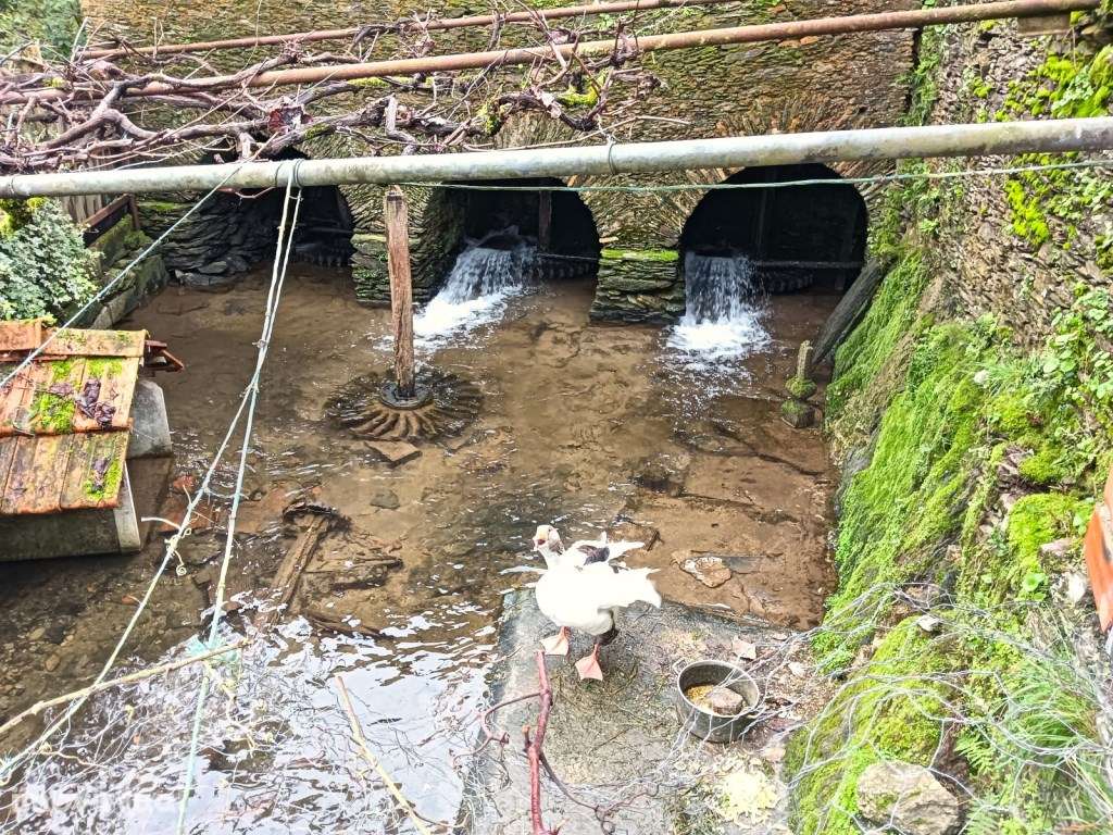 Espetacular moinho de água para venda em Angeja - Grande imagem: 2/44