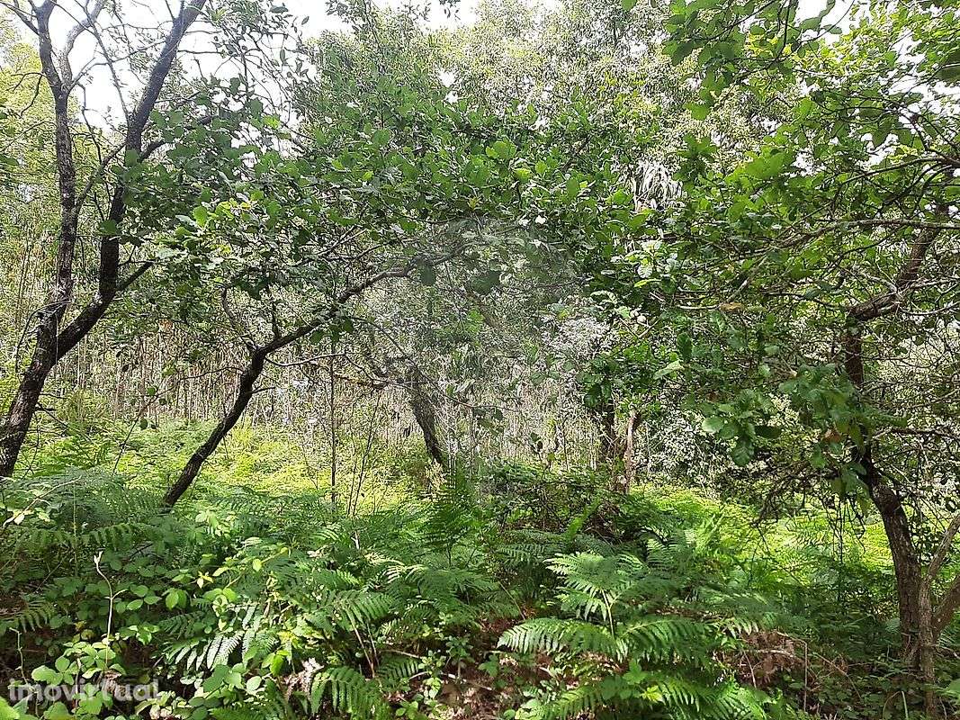 Terreno  para venda - Grande imagem: 3/7