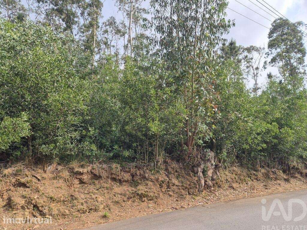 Terreno em Lobão, Gião, Louredo e Guisande - Grande imagem: 4/16