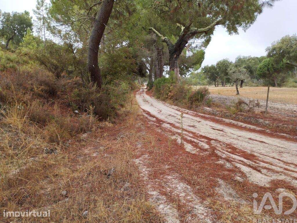 Terreno Agrícola em Galveias - Grande imagem: 4/10