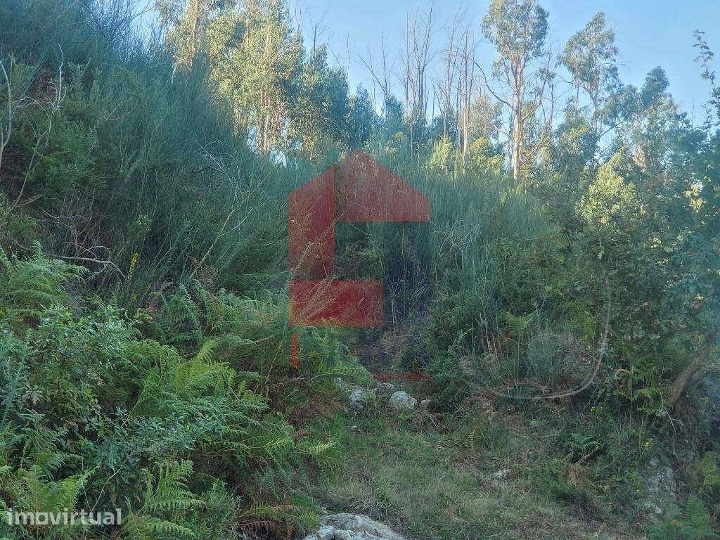 Terreno florestal, Santiago Carreiras - Grande imagem: 3/5