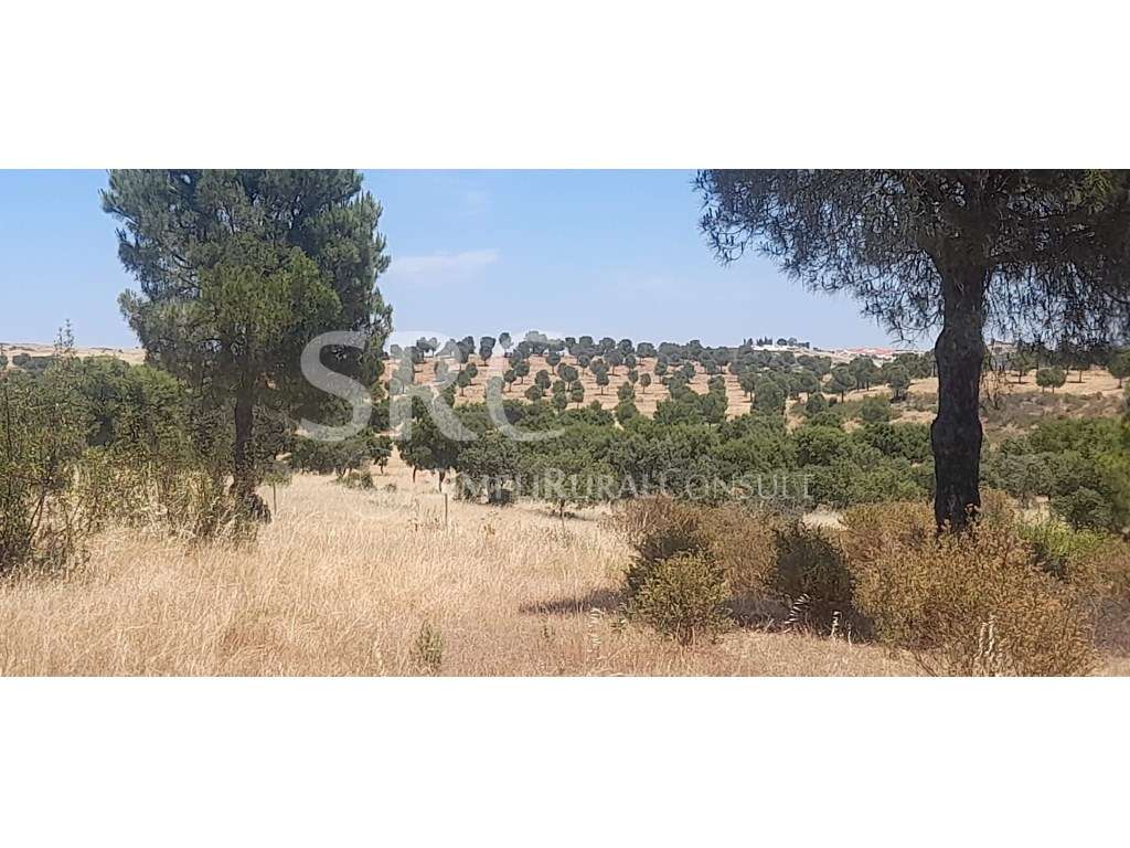 Herdade com 160 Hectares | Património Florestal e Potencial Cinegét... - Grande imagem: 3/7