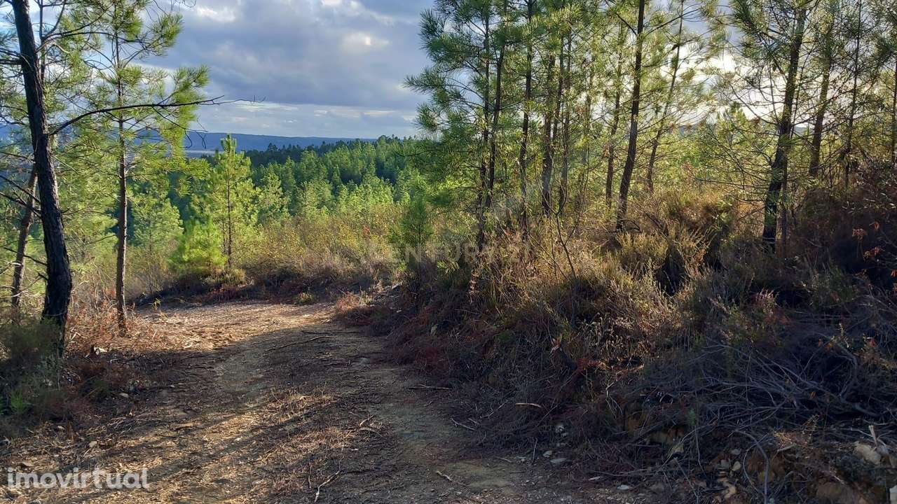 Terreno Rustico Atalaia-Sarnadas de Rodão - Grande imagem: 4/23