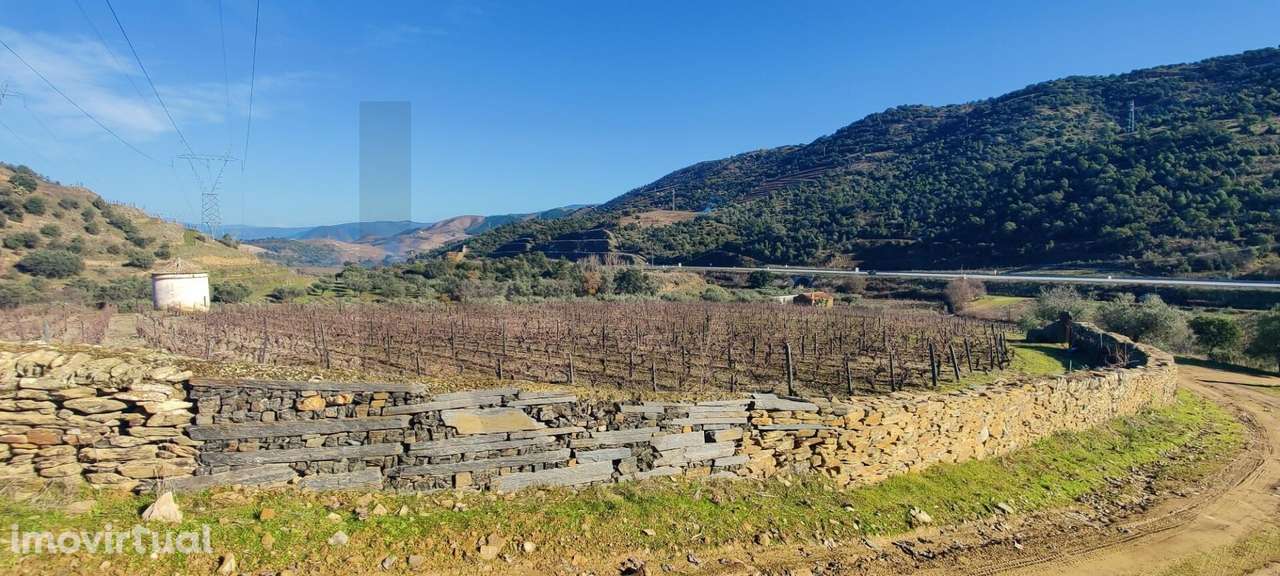 Quinta Vitivinícola de 5 Hectares  - Douro Superior - Grande imagem: 3/22