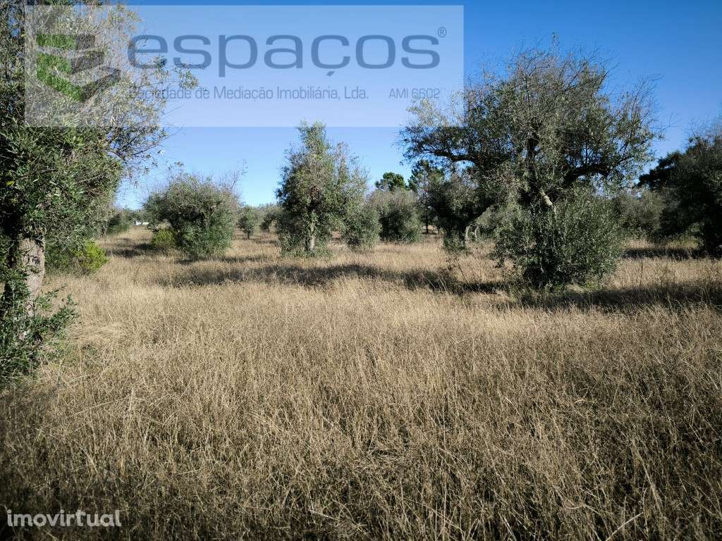 Olival da Lomba - Salgueiro do Campo - Grande imagem: 5/7