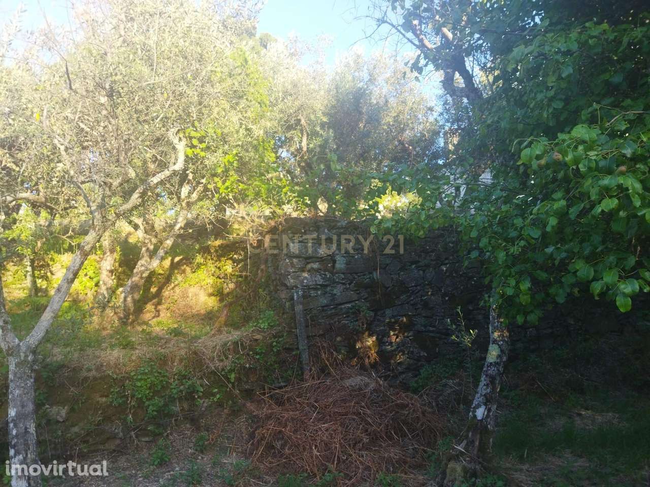 Terreno rústico | São Vicente da Beira, Castelo Branco - Grande imagem: 3/15
