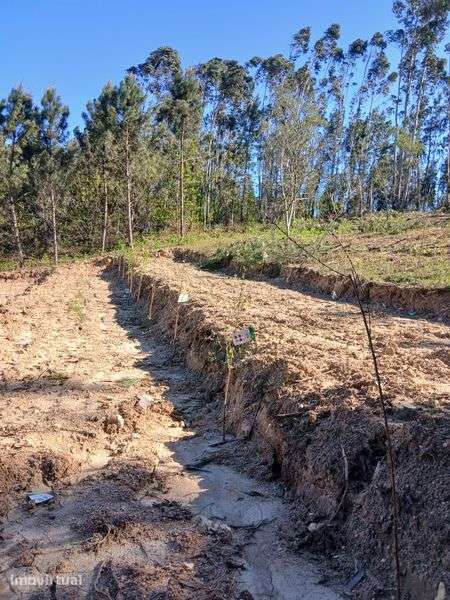Terreno em tábua - Grande imagem: 3/8