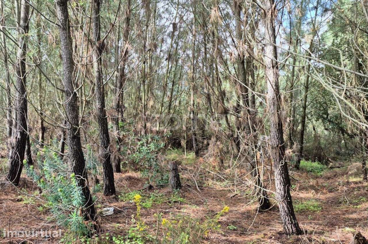 Oportunidade Única: 4.320 m² de Natureza Pura na Abrigada - Grande imagem: 2/56