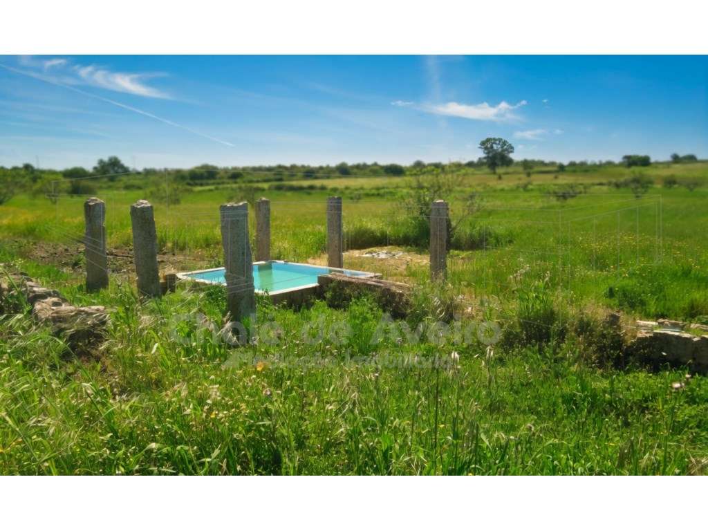 Herdade com 3 Hectares e 200 Oliveiras em Nisa, Portalegre - Grande imagem: 4/15