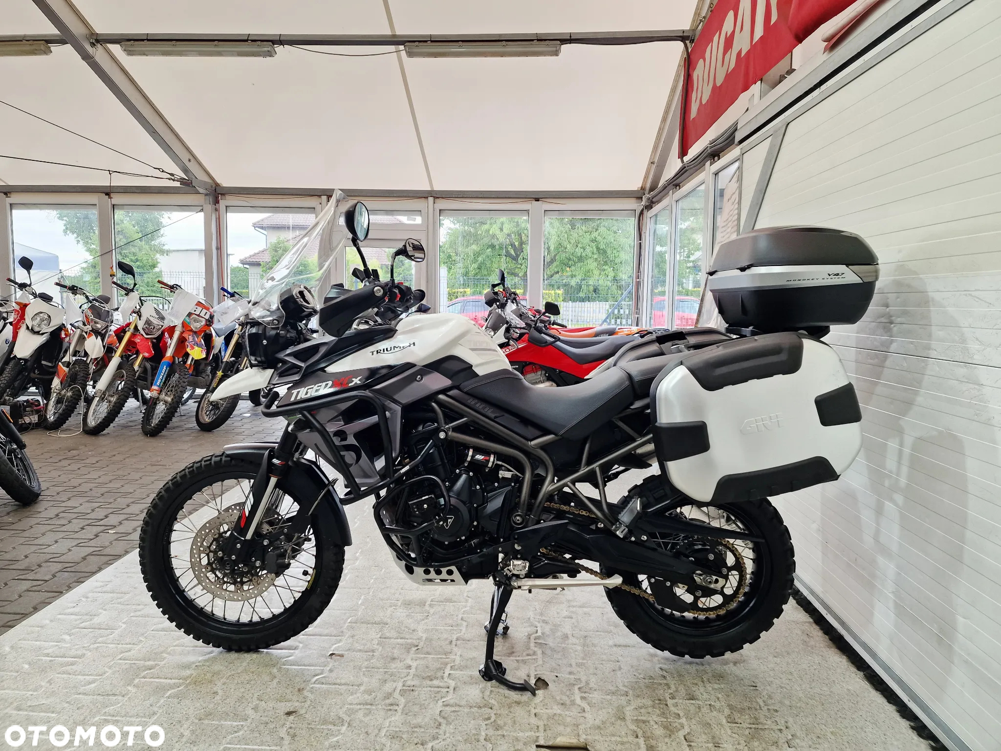 Triumph Tiger - 16
