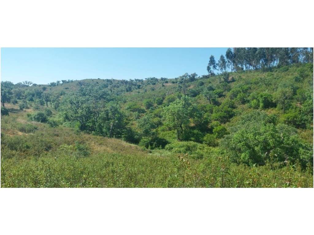 TERRENO RÚSTICO (7,725ha) - Grande imagem: 2/13