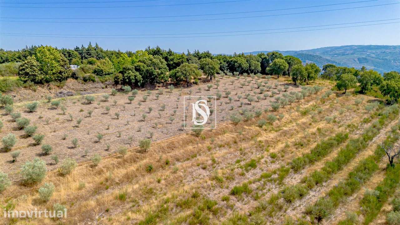 Terreno Rústico  Venda em Poiares e Canelas,Peso da Régua - Grande imagem: 2/14