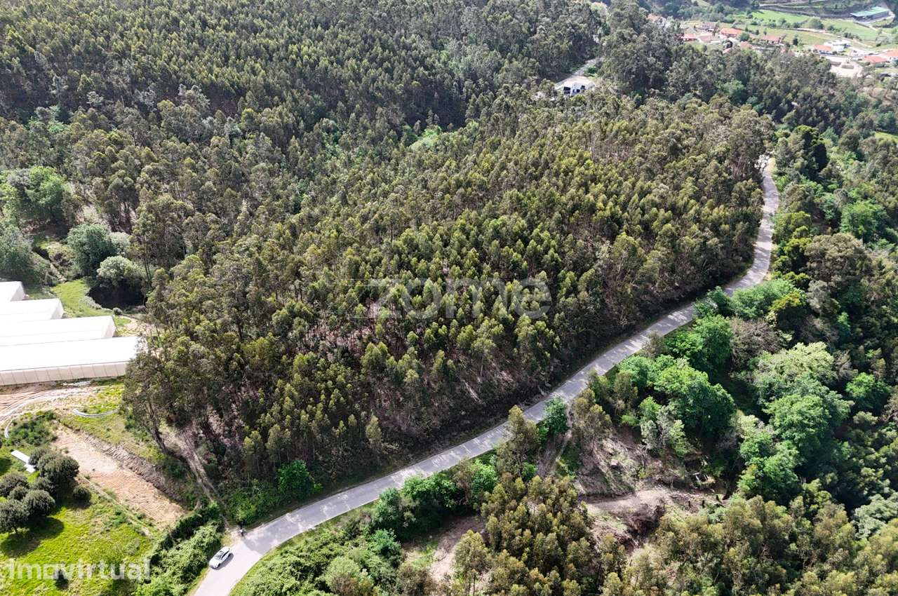 TERRENO COM 2 HECTARES POVOA DE LANHOSO - Grande imagem: 5/15