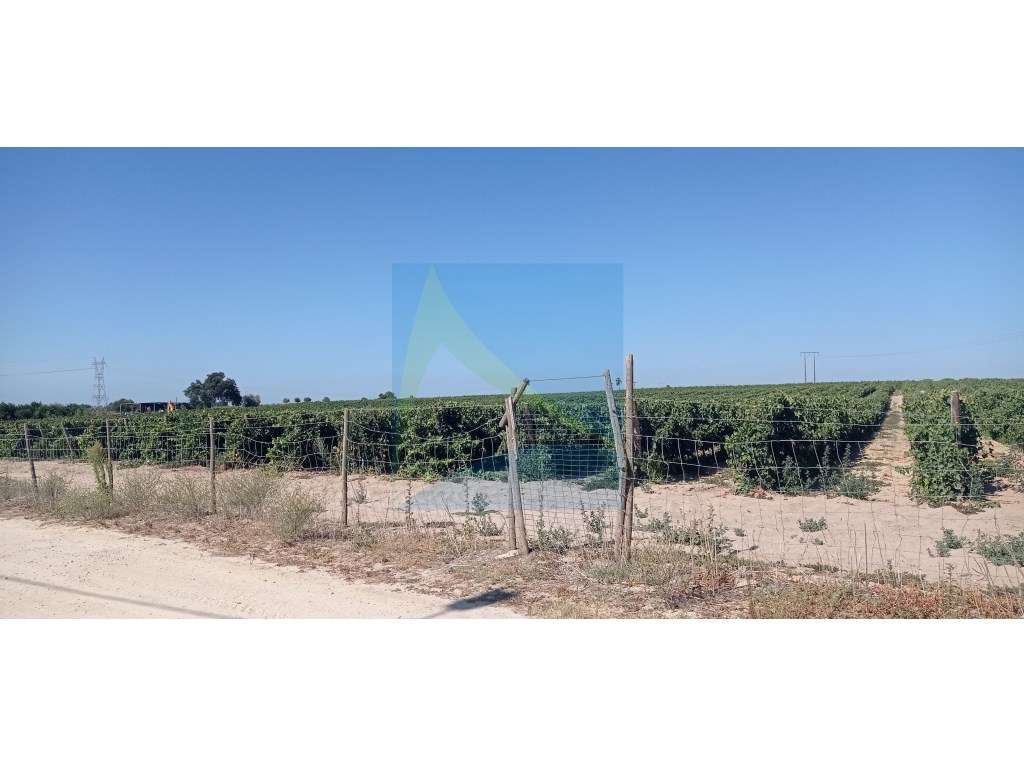 Propriedade Vitivinícola | 130.000 m² | Syrah & Moscatel - Grande imagem: 4/8