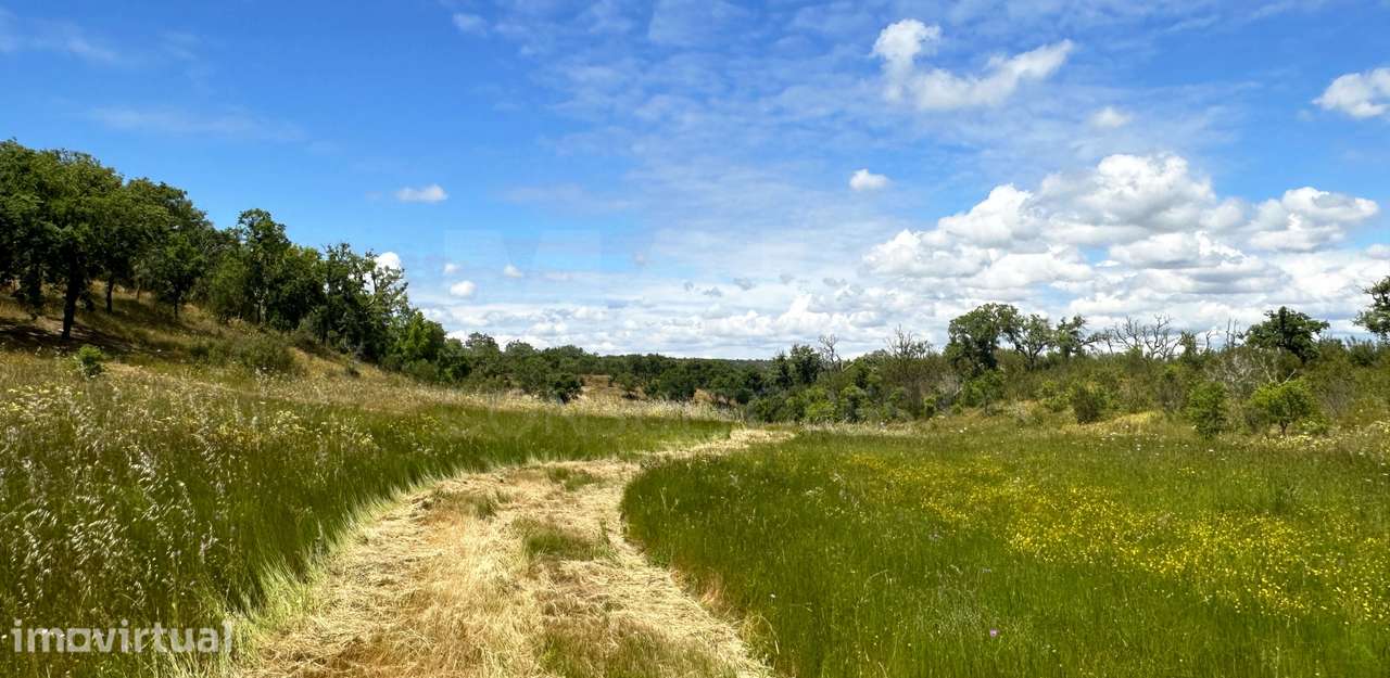Herdade com 11,6 hectares em São Bartolomeu da Serra, Santiago do C... - Grande imagem: 2/50