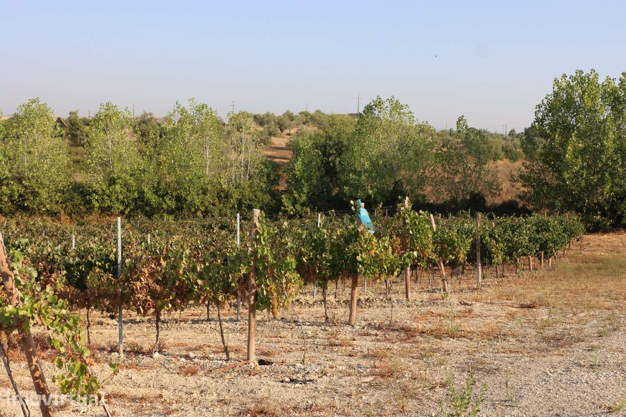 Quinta com 7,3 hectares, vinhas em produção e excelente potencial - Grande imagem: 4/33