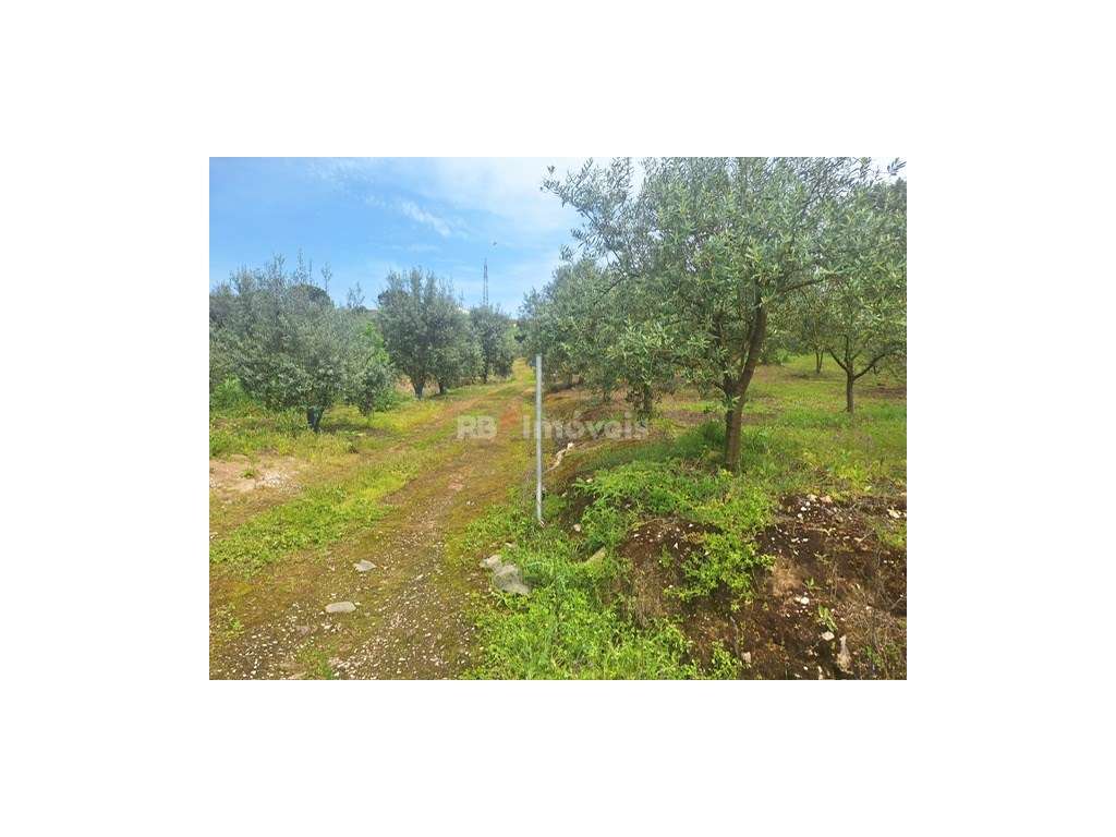 Terreno c/ duas frentes de estrada, PDM urbano, água, luz e saneame... - Grande imagem: 2/18