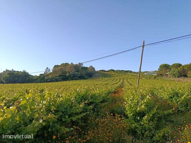 Vende se vinha uva de vinho tinto - Grande imagem: 4/8