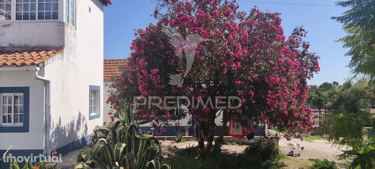 Quinta de 16660 m2 Moradias T3 E T2 e 1 Pavilhão 487 m2 - Grande imagem: 4/31