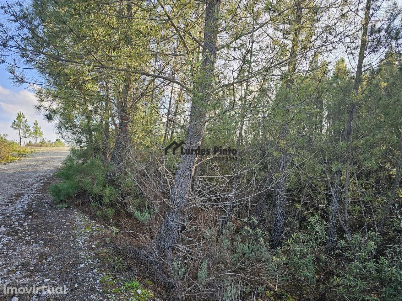 Pinhal com 8, 280 m2 - Grande imagem: 2/19