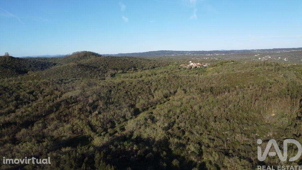 Terreno em Chãos - Grande imagem: 2/18