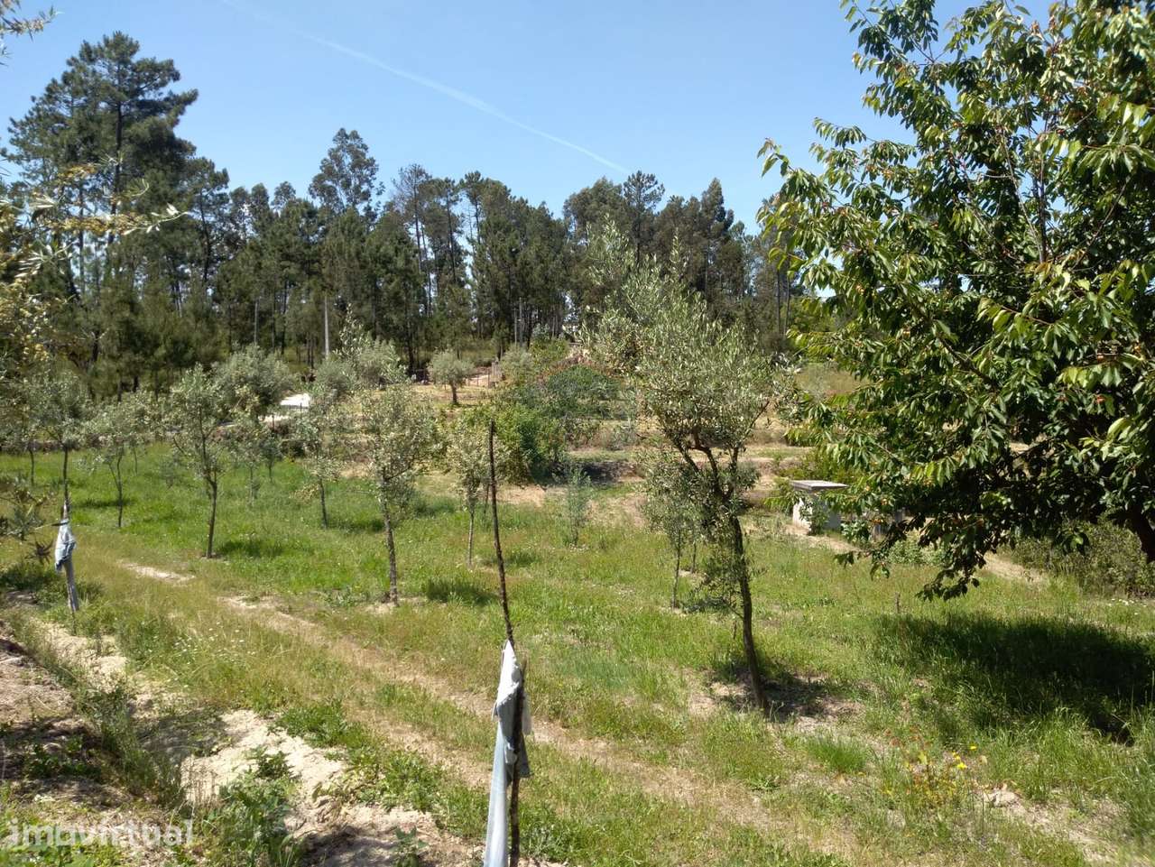 Terreno  Venda em Silgueiros,Viseu - Grande imagem: 4/13