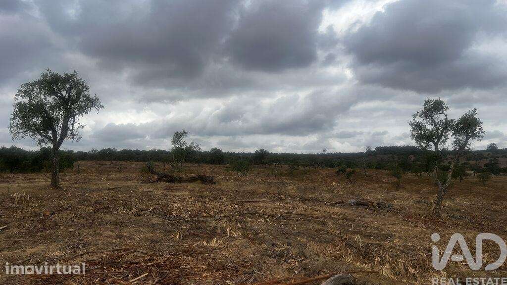 Terreno Agrícola em Abela - Grande imagem: 3/8