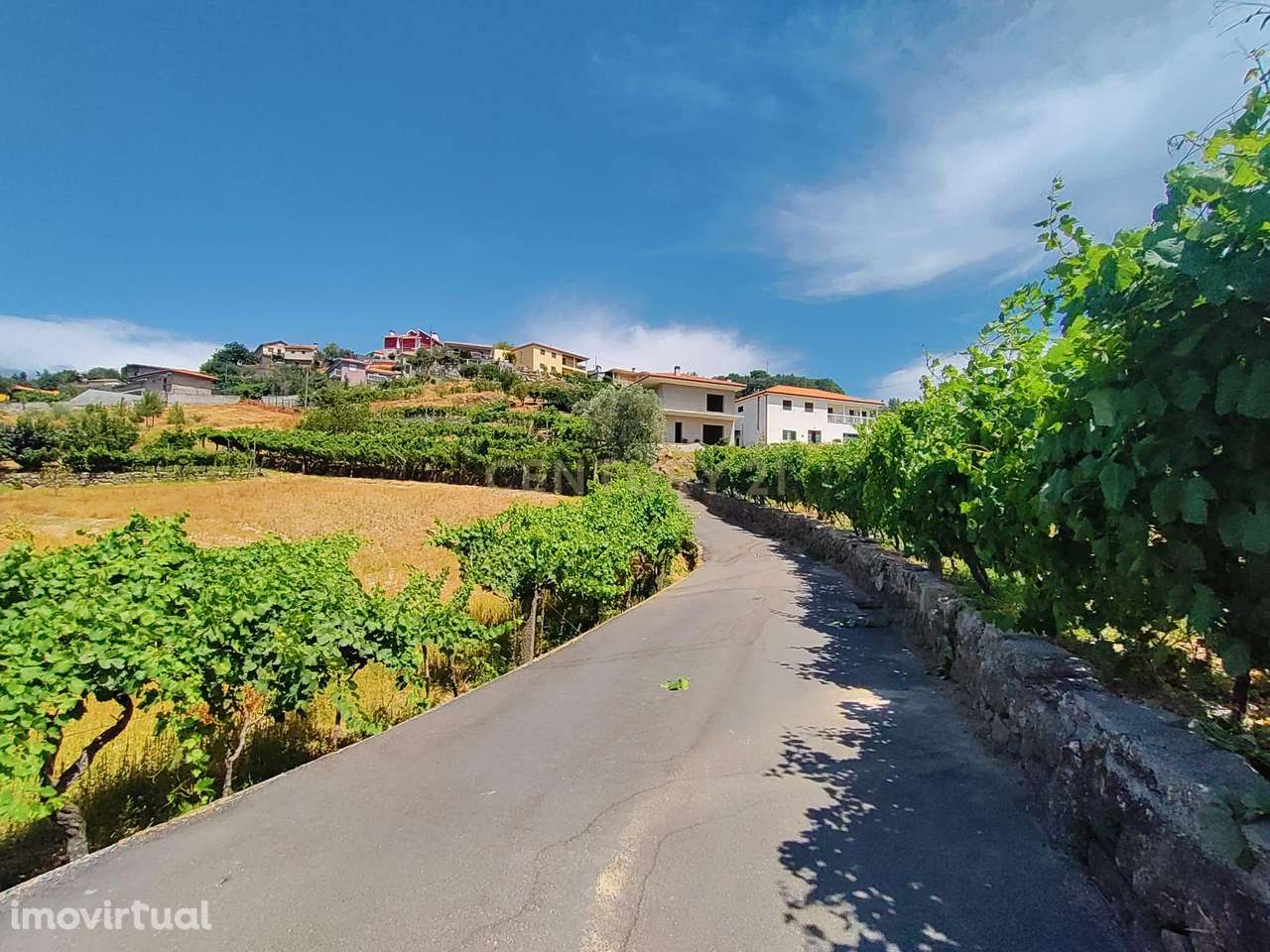 Quinta da Portinha, para projeto agrícola, em S. Tomé de Covelas perto - Grande imagem: 4/16