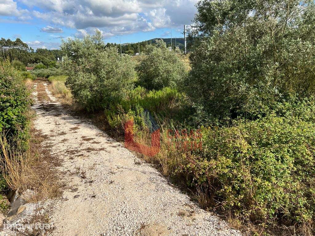 Terreno rústico/Olival (com oliveiras a partir de 6 anos) com 1360m... - Grande imagem: 2/2