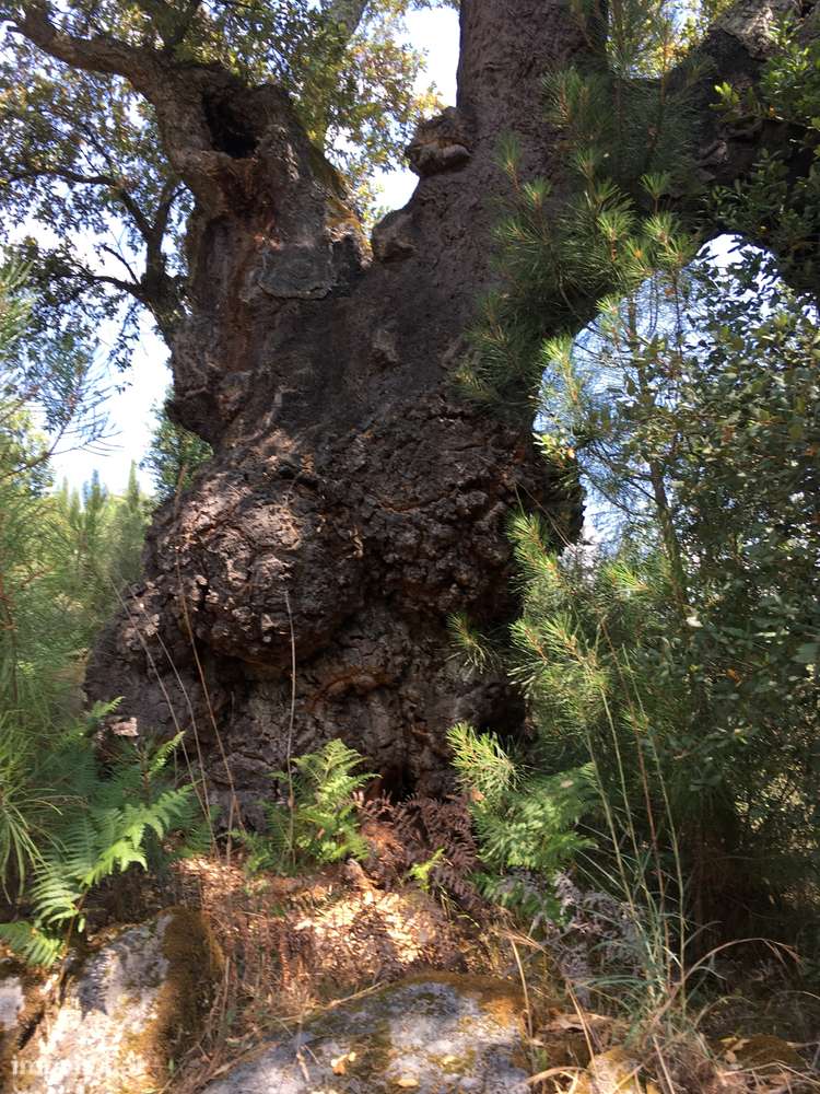 Terreno com Oliveiras Centenárias, Licença de Construção e Vistas - Grande imagem: 4/7