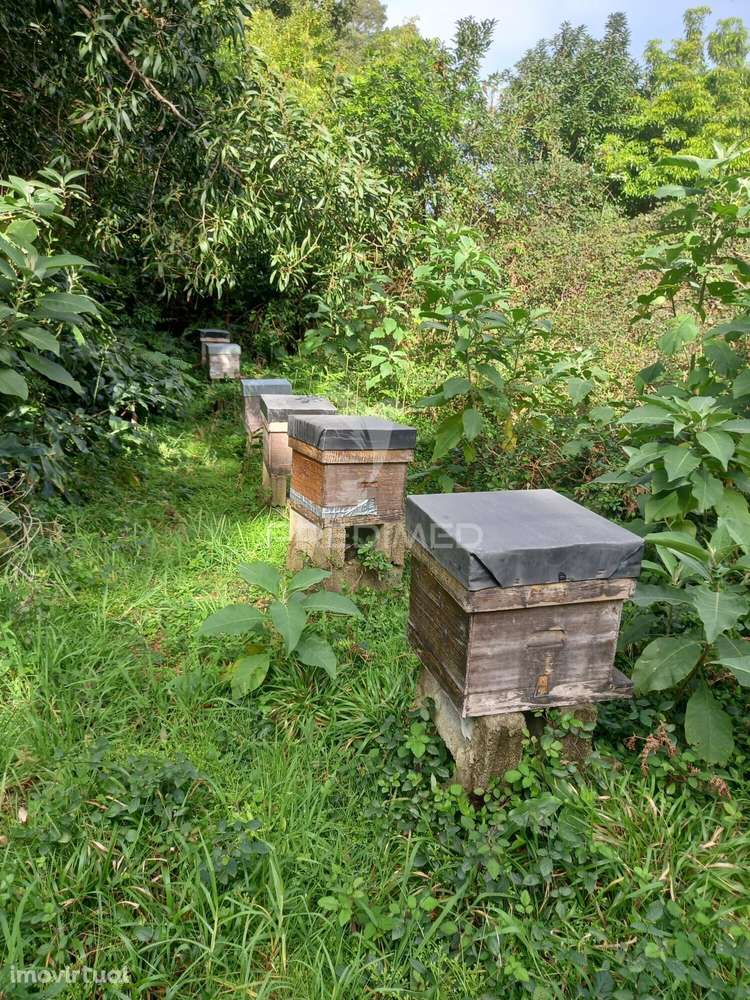 Terreno Rustico nos Biscoitos - Grande imagem: 3/6