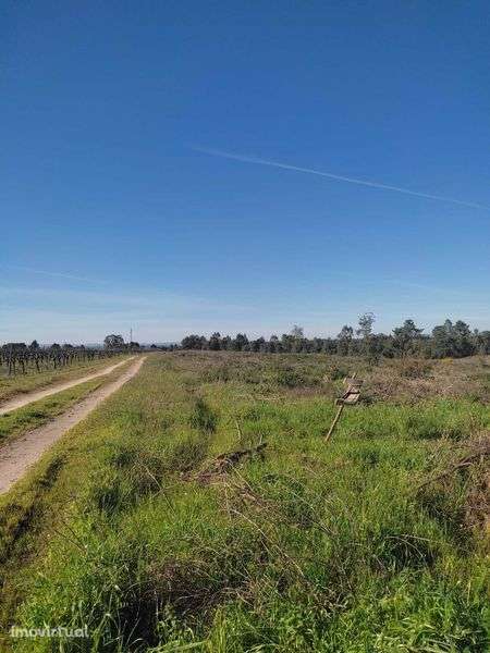 terreno rústico em alpiarça - Grande imagem: 2/6