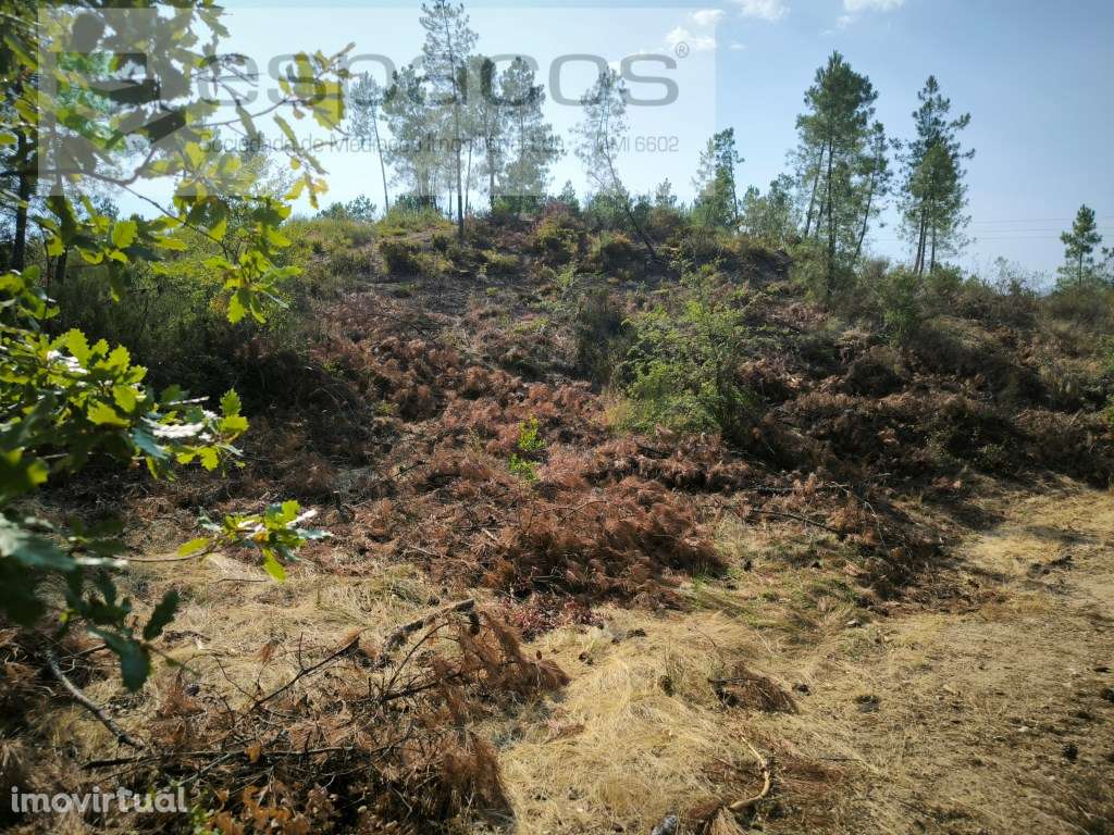 Terreno com mina de água - Cabeço do Infante - Grande imagem: 5/17