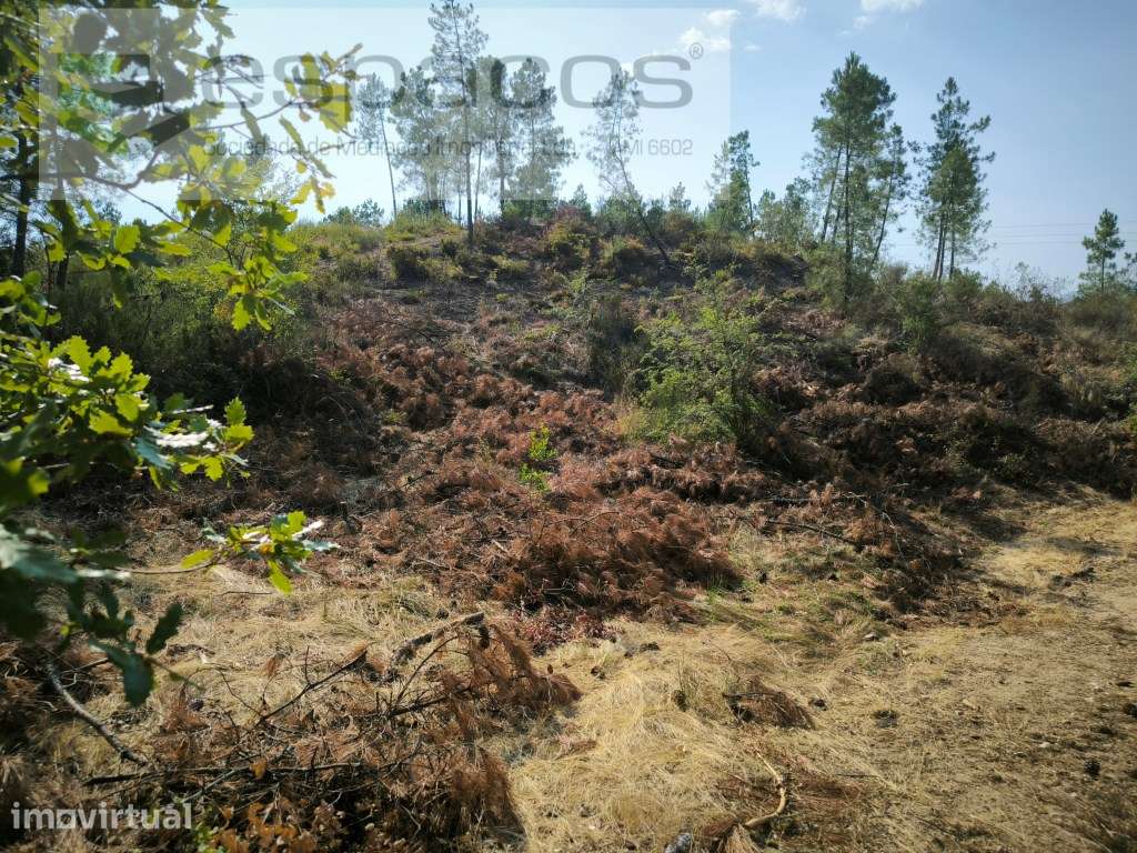 Terreno com mina de água - Cabeço do Infante - Grande imagem: 5/17