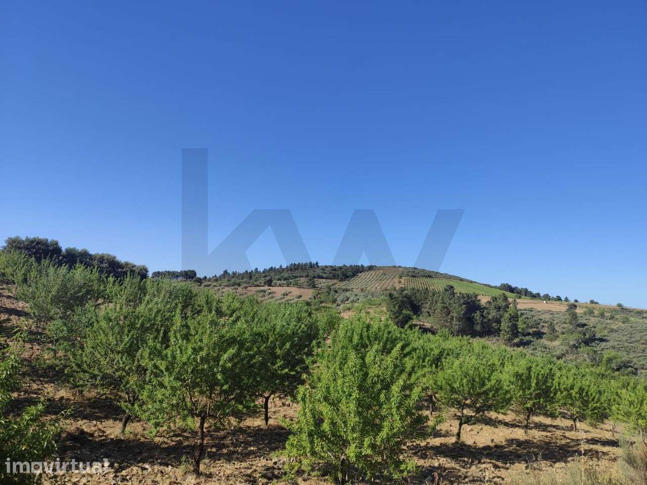 Quinta da Granja- Propriedade Rural de Sobreiros, Amendoal , Olival e - Grande imagem: 5/25