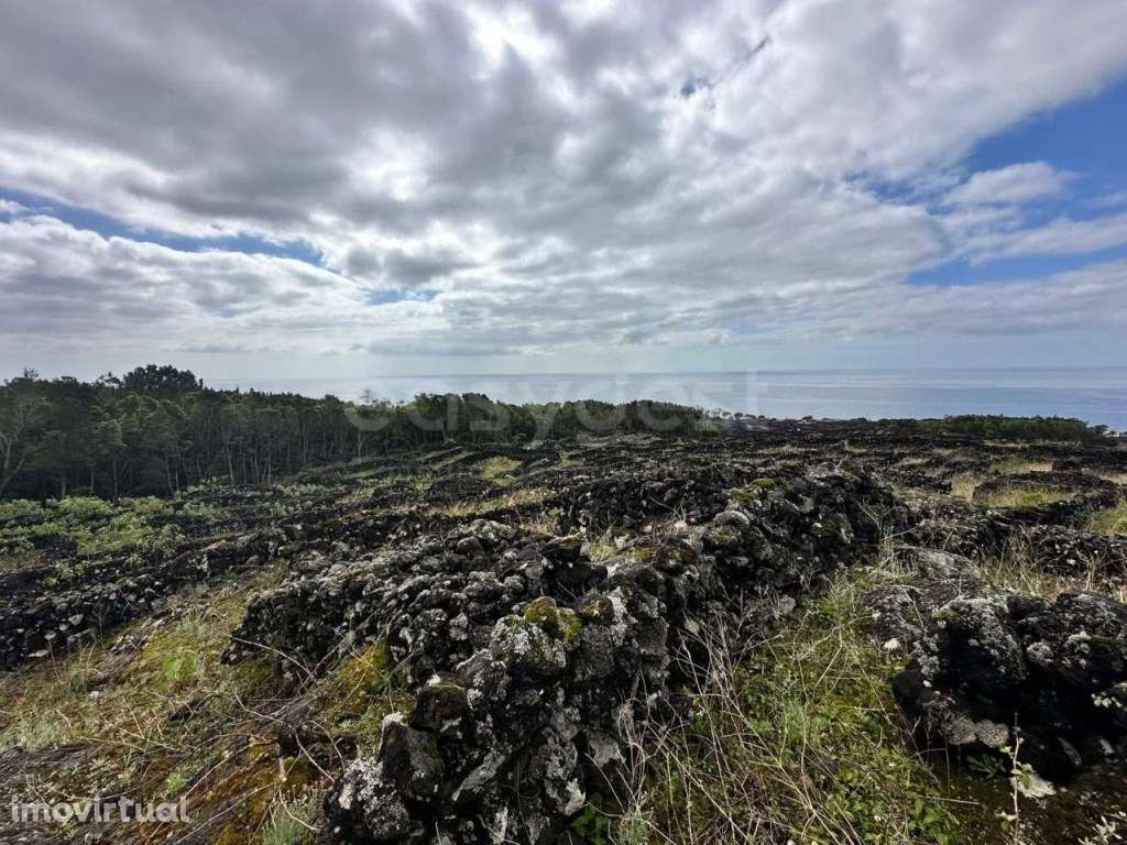 Terreno de vinha com viabilidade de construção - ilha do Pico - Grande imagem: 2/9