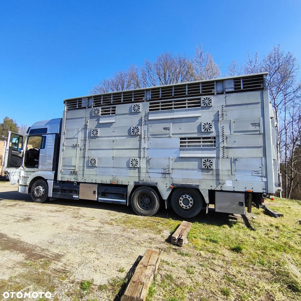 MAN TGX 26.440 Pezzaioli, 3 Pietra, Bydło, Trzoda, Żywca, Zwierząt - 1