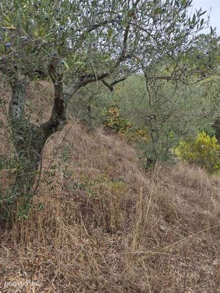 Terreno rústico em mós Moncorvo - Grande imagem: 3/8