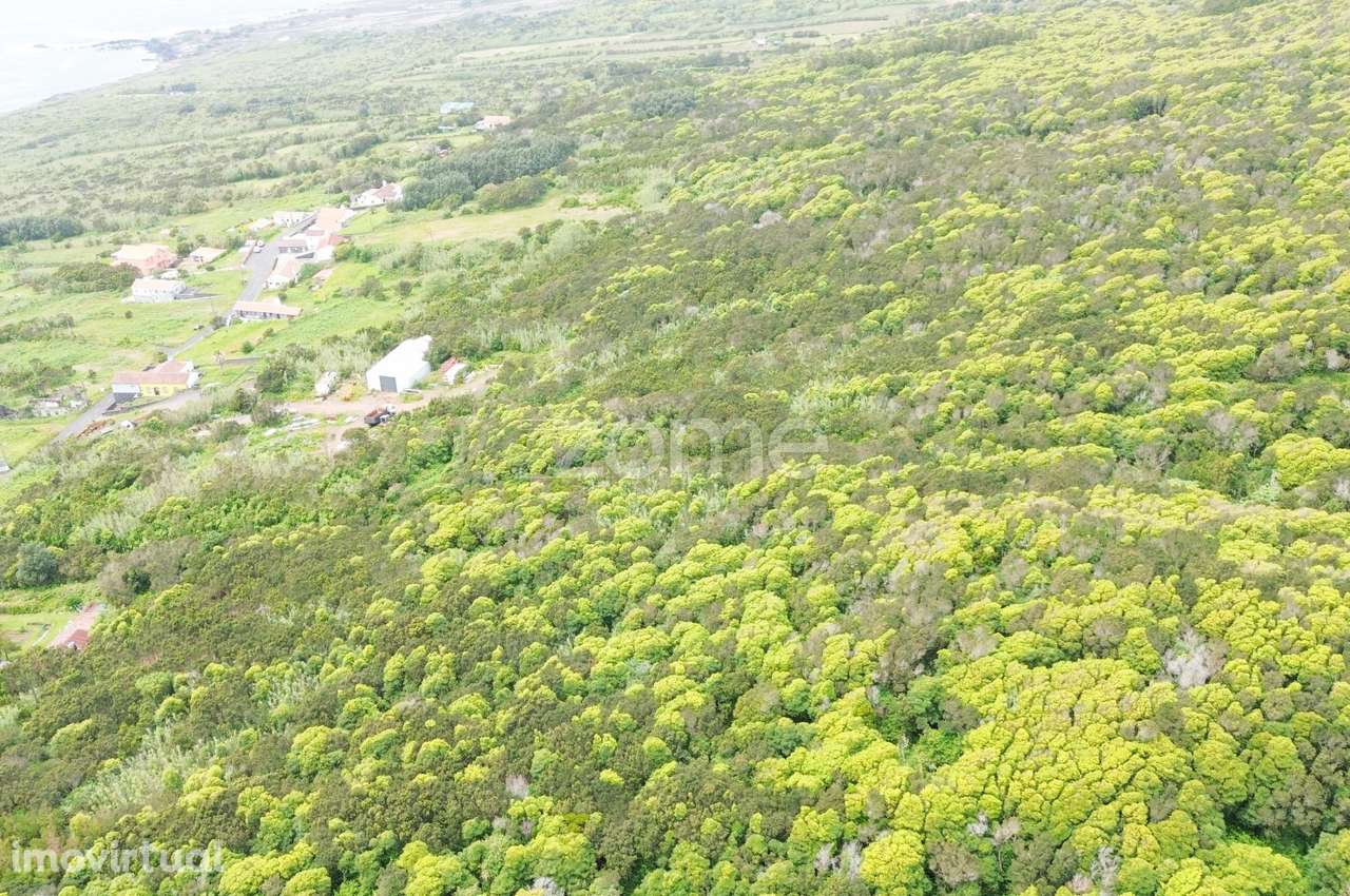Terreno rústico com 1.694m² da freguesia do Capelo - Grande imagem: 5/9