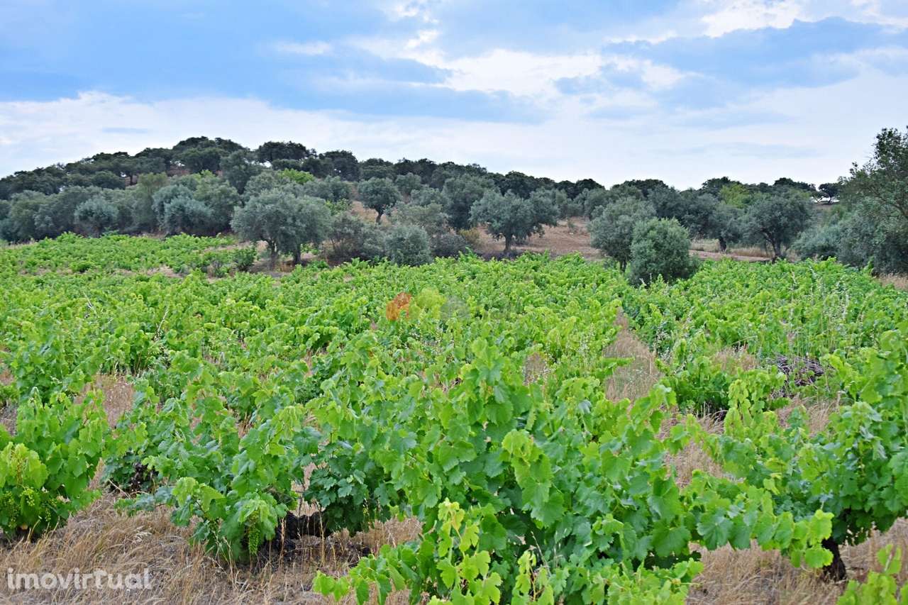 Vinha Centenária com fantástica produção - Grande imagem: 2/34