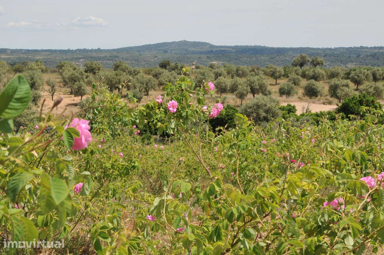 Quinta 16 ha com rosas de Damasco, destilaria, saboaria , cosmética - Grande imagem: 2/44