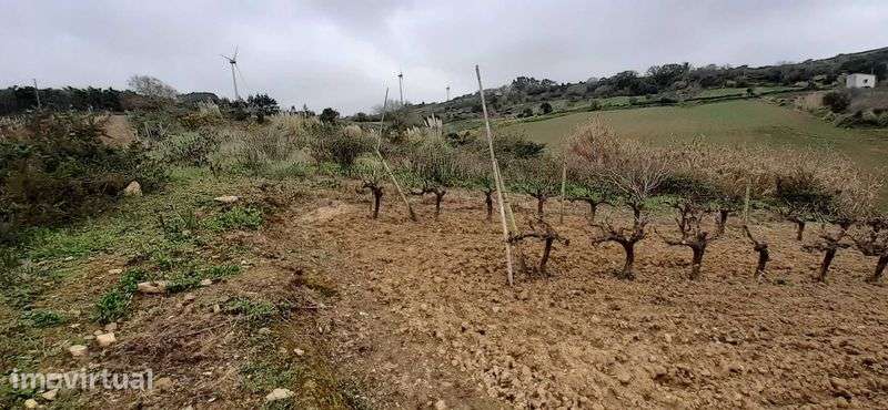 Quinta pequena- Sobral de Monte Agraço - Grande imagem: 3/9