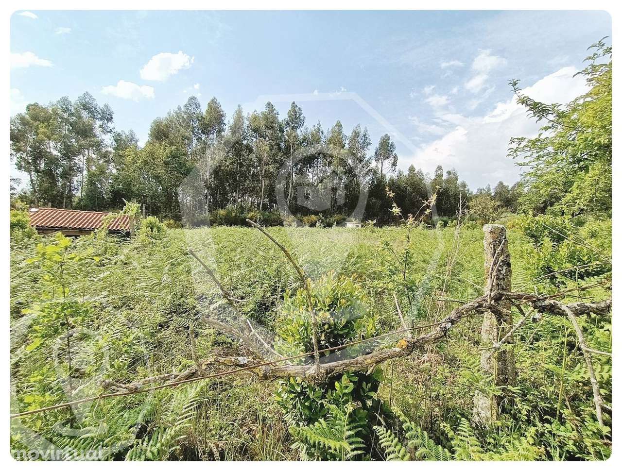 TERRENO - CAMPIA - VISEU - Grande imagem: 3/17