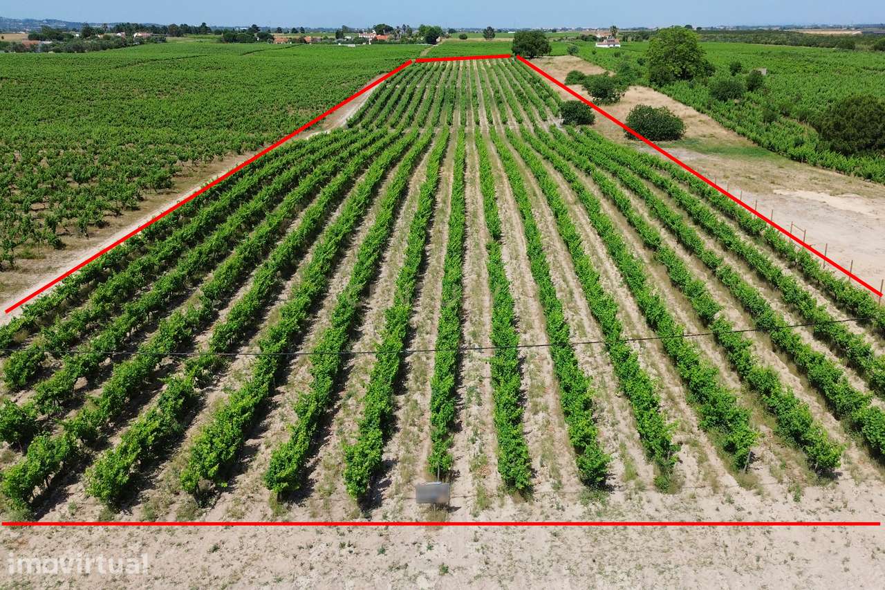 Terreno no Lau com vinhas certificadas - Grande imagem: 2/26