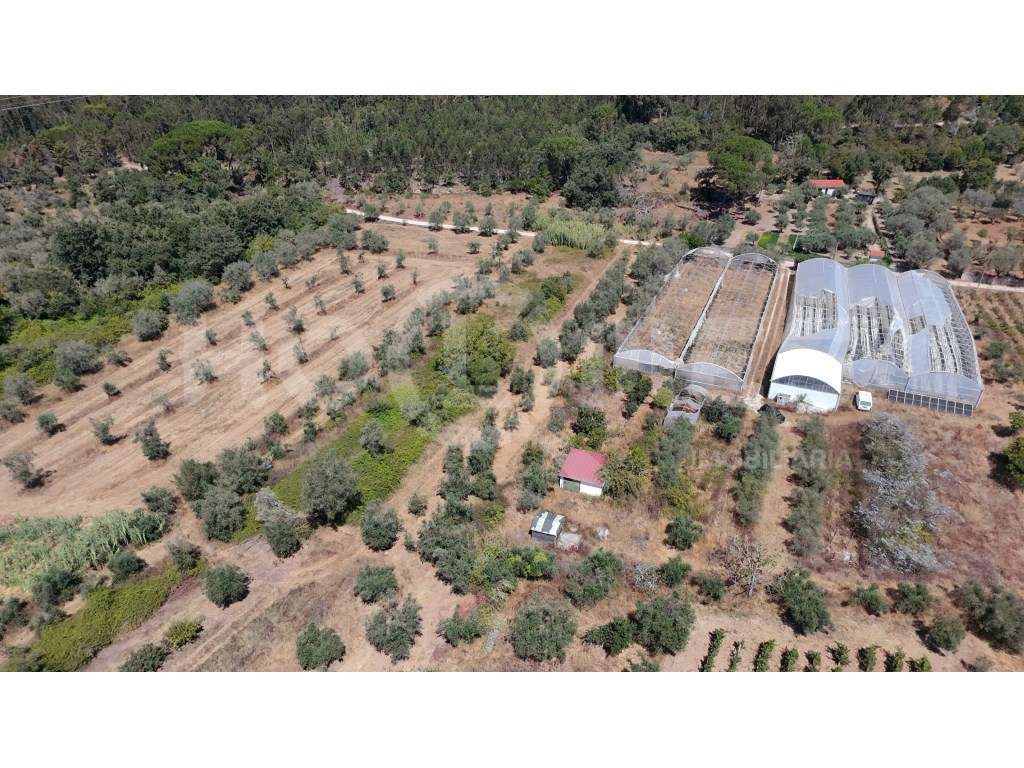 Terreno Agrícola com Estufas Preparadas para Produção em Hidroponia... - Grande imagem: 5/39
