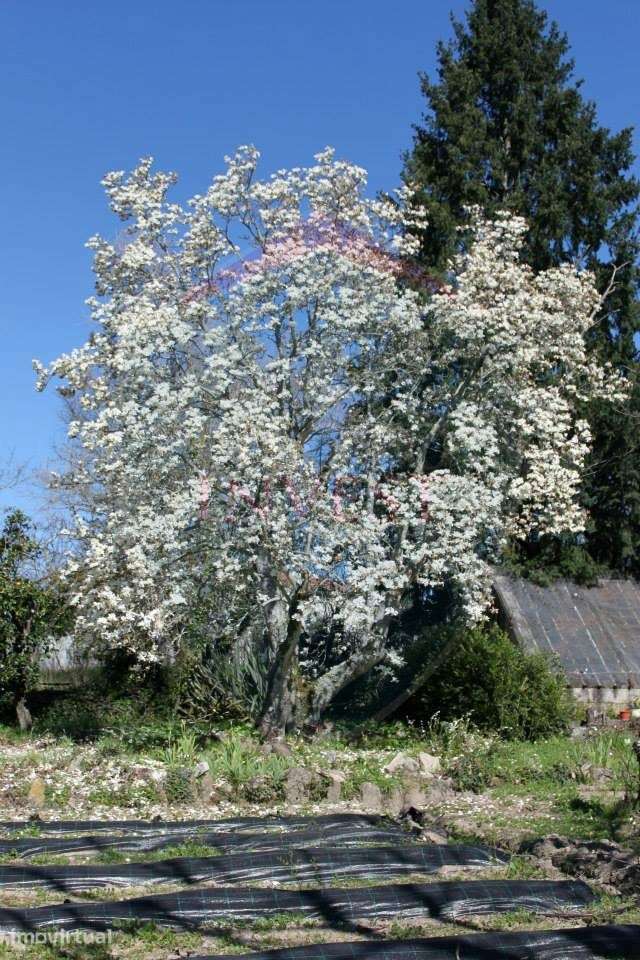 Quinta  Venda em Povolide,Viseu - Grande imagem: 3/59